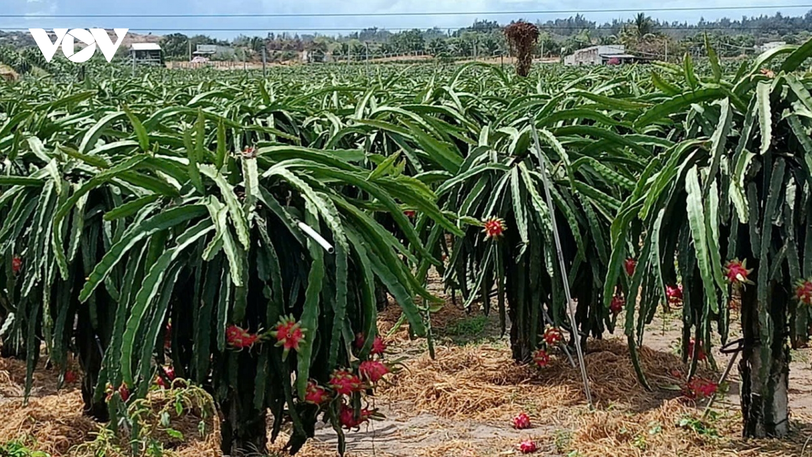 Chuyển đổi xanh, hỗ trợ doanh nghiệp, hợp tác xã, người trồng thanh long ở Bình Thuận